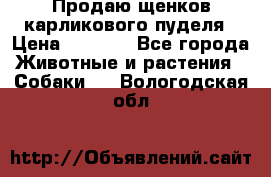 Продаю щенков карликового пуделя › Цена ­ 2 000 - Все города Животные и растения » Собаки   . Вологодская обл.